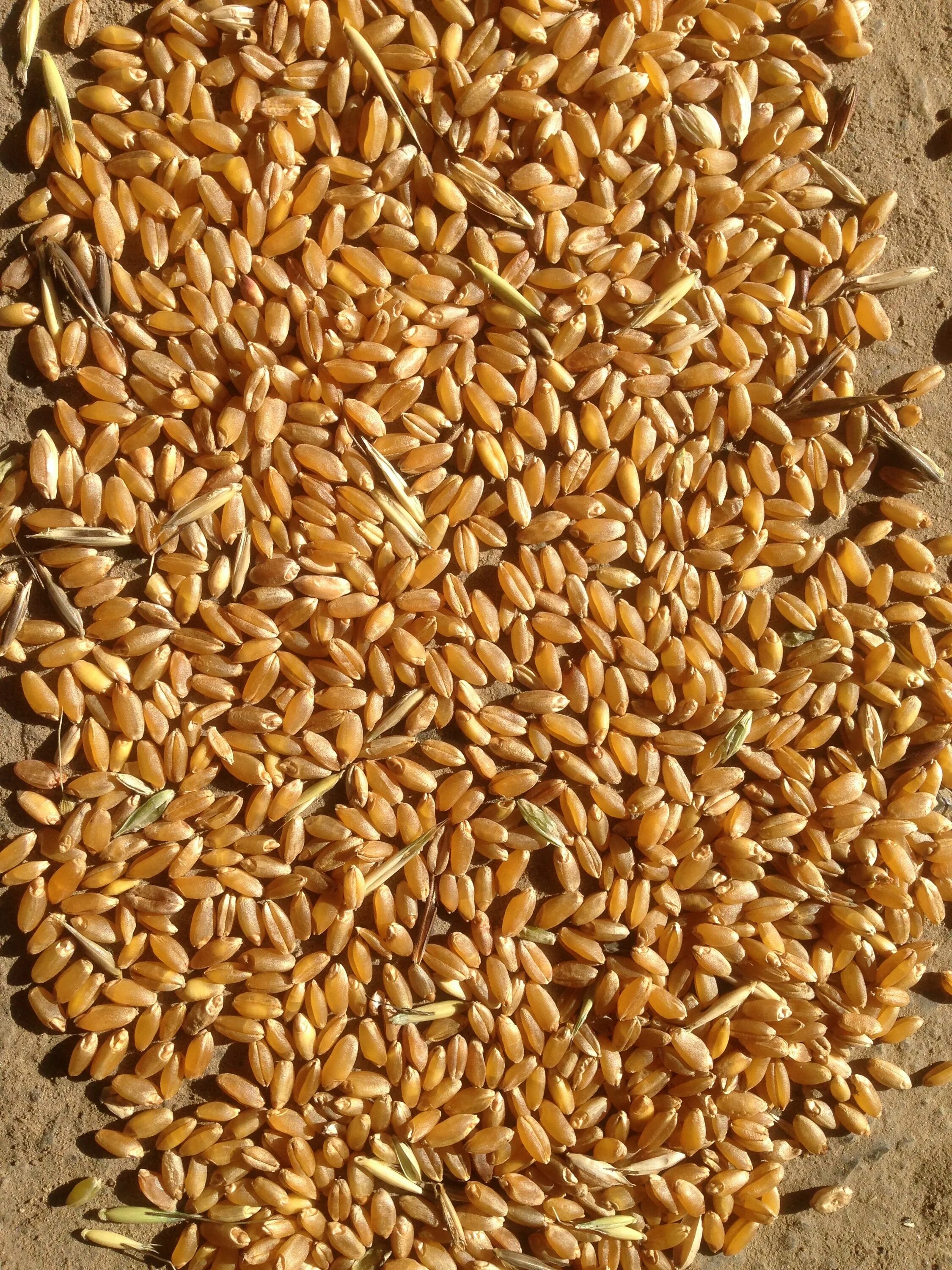 Как выглядит зерно пшеницы. Ячмень яровой вереск. Пшеница зерно. Как выглядит зерно пшеницы. Семена тритикале пшеница рожь.