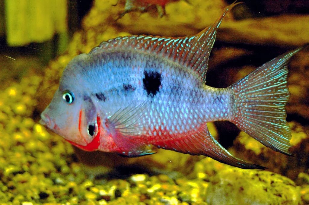 Цихлазома Меека (Цихлазома красногорлая) - Thorichthys meeki (Cichlasoma meeki) 