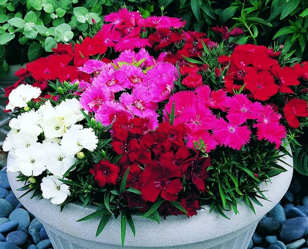 Гвоздика китайская махровая микс. Dianthus chinensis гвоздика китайская. Гвоздика китайская микс