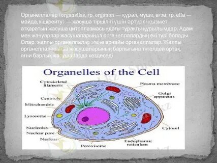 Новосибирскідегі жалаңаш қыздардың суреттері