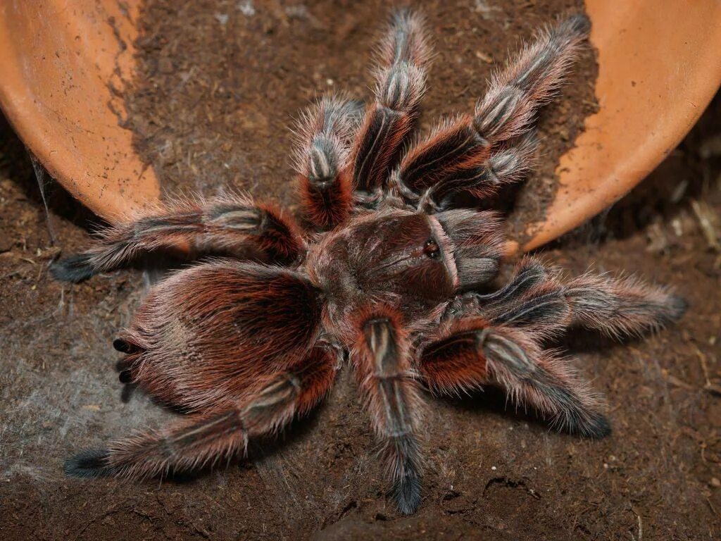 Паук птицеед содержание. Паук птицеед grammostola rosea. чилийский розовый птицеед. чилийский розовый птицеед grammostola rosea. граммостола розея ред.