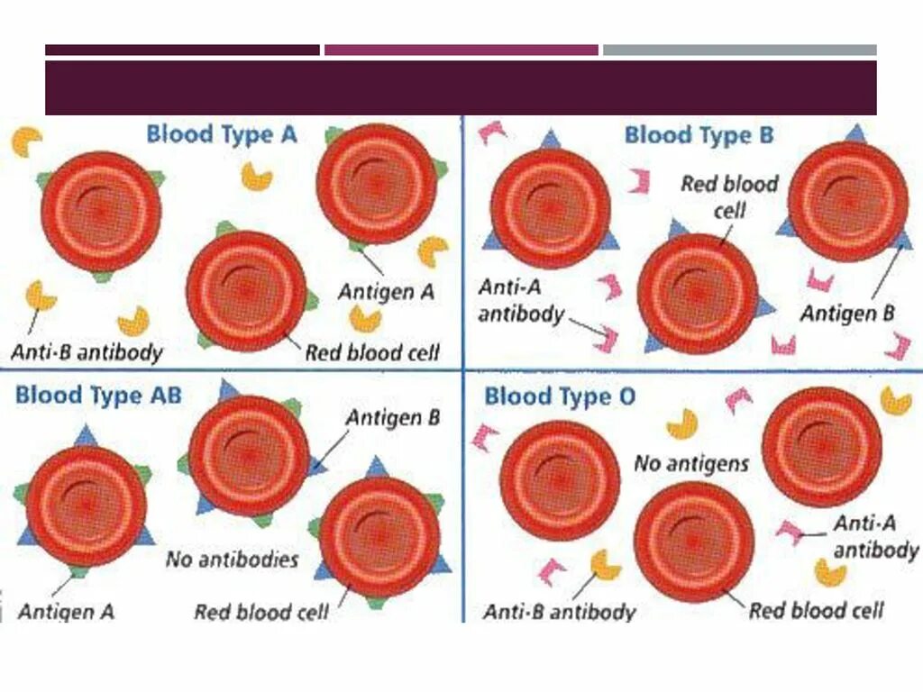 Антиген первой группы крови. Blood Group Types. Blood Type. Агглютинины в плазме крови. Группа крови Blood Type.