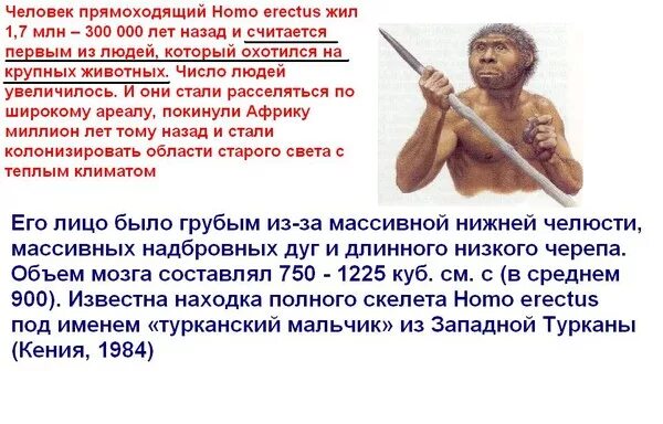 Объем мозга человека прямоходящего. Человек прямоходящий homo Erectus. Человек прямоходящий homo Erectus характеристика. Возраст находок человека прямоходящего. Появление человека прямоходящего.