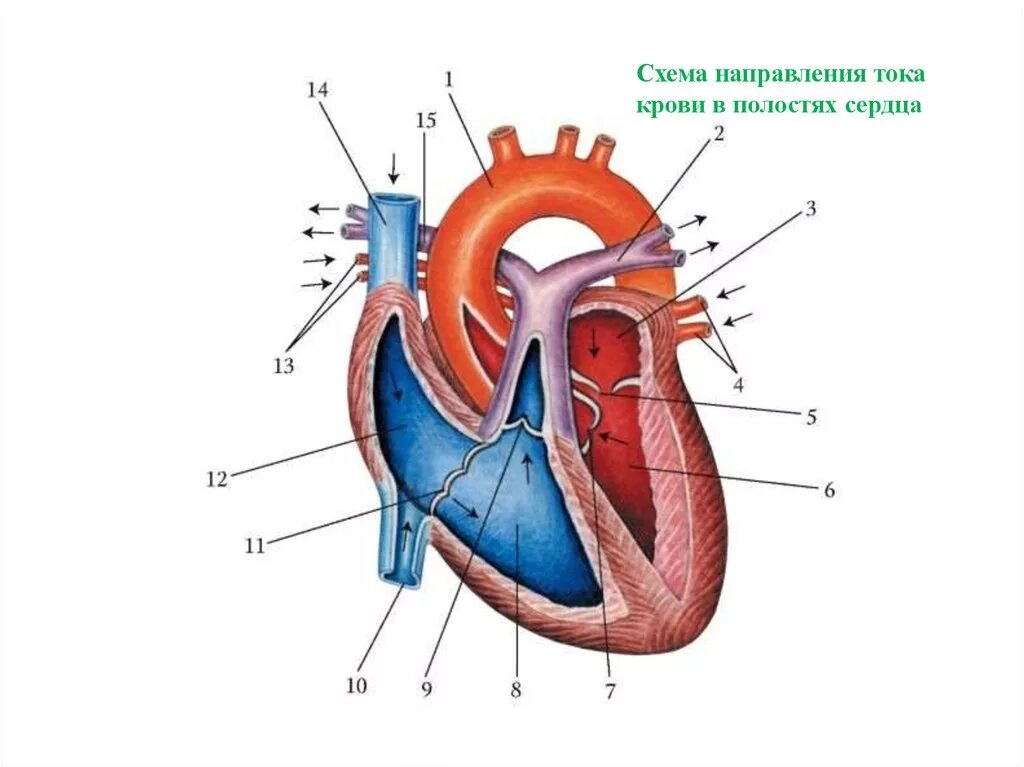 На рисунке изображено строение сердца. Строение сердца и ток крови. Строение сердца человека и движение крови. Схема направления тока крови в полостях сердца. Схема строения сердца клапаны сердца.