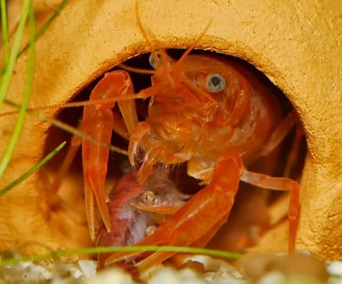 Домики для рачков. Раковая ферма в домашних условиях. Рачки выращивание для детей. Cambarellus patzcuarensis. Аквариумные рачки.