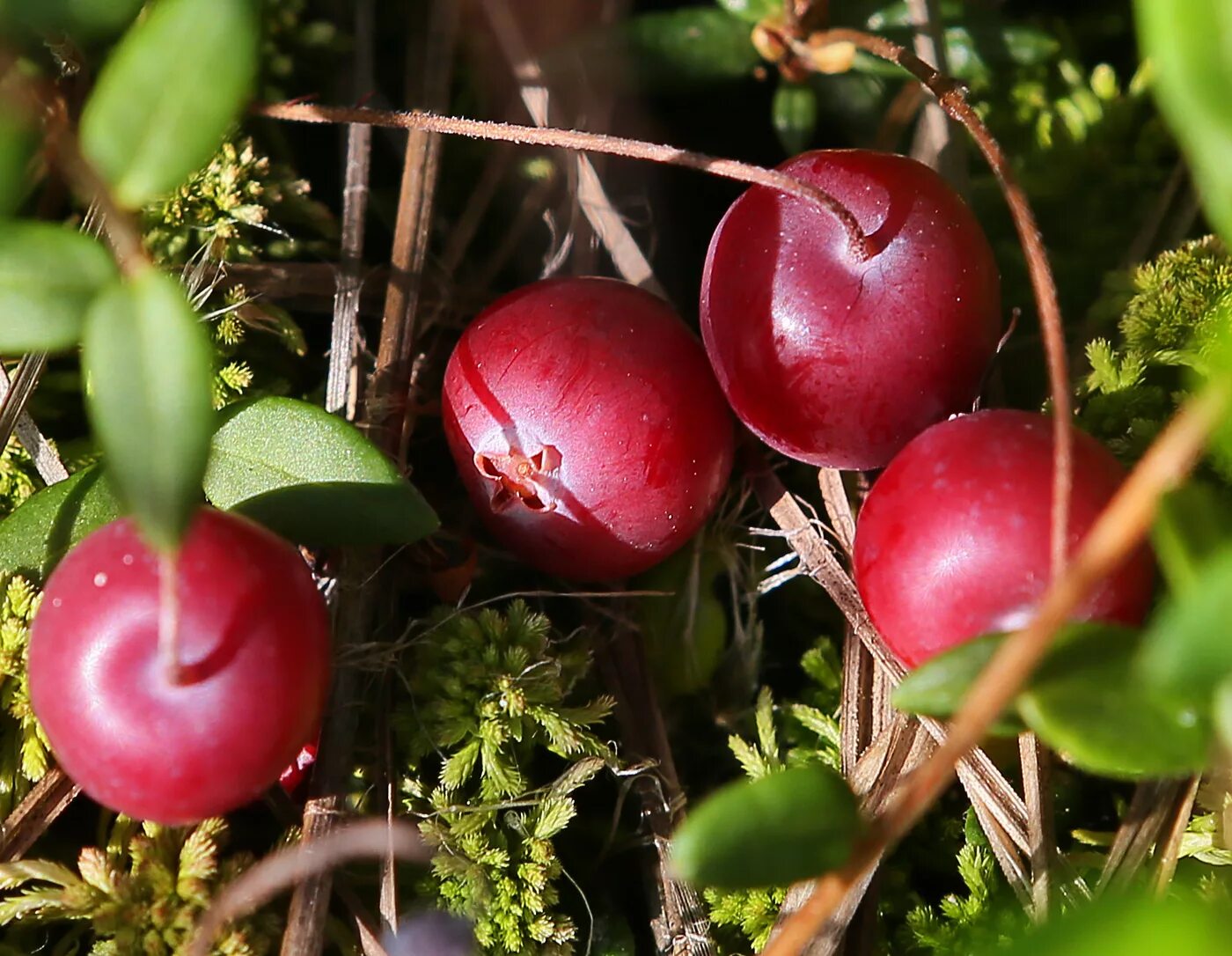 клюква ягода. канадская клюква. ягода клюква кислая. клюква болотная, четырехлепестная. брусника клюква вишня черешня.