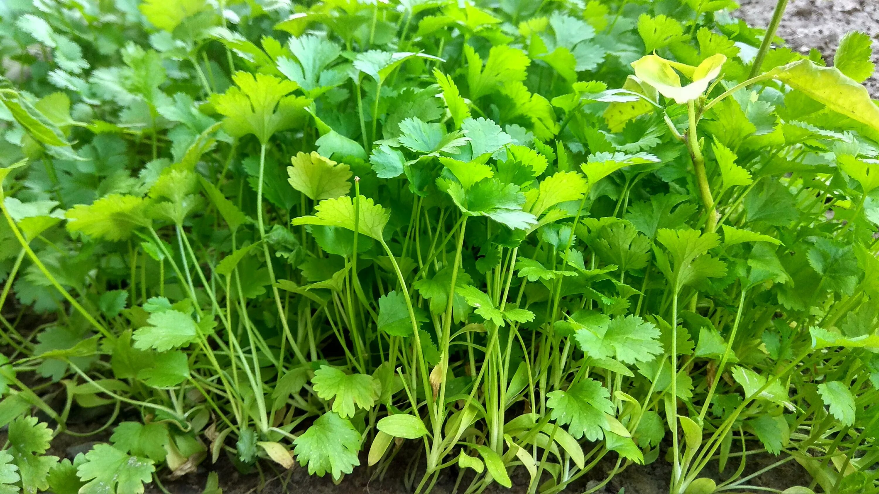 Кинза доттера. Кинза засухоустойчивая. Кориандра Геншин. Coriander Herbia Tskaltubo.