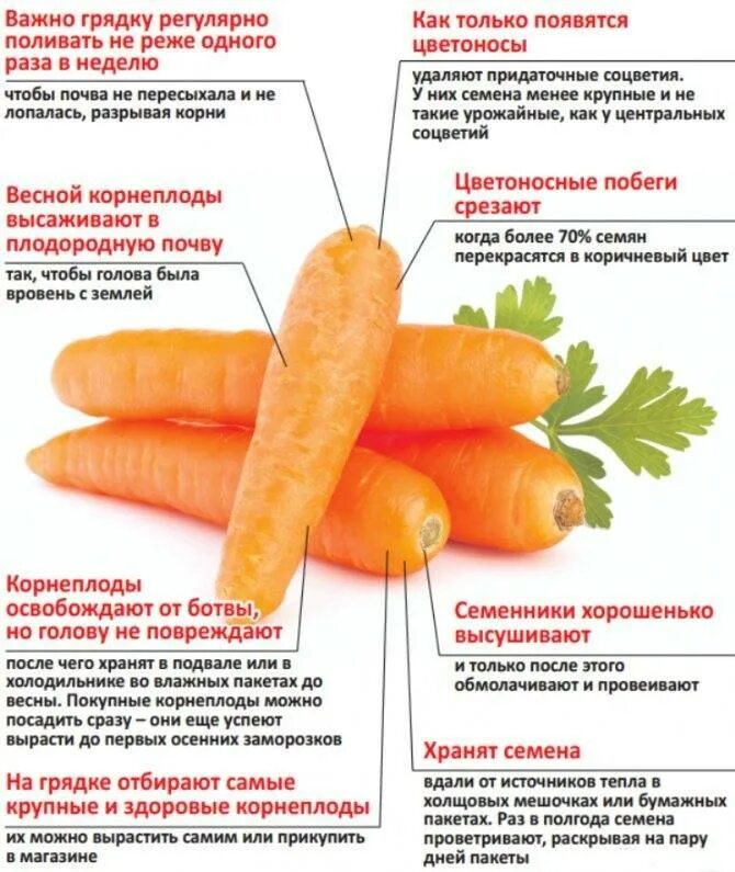 Какие овощи подкармливают. Схема удобрения моркови. Сорта моркови таблица. Таблица подкормки моркови. Полезность моркови.