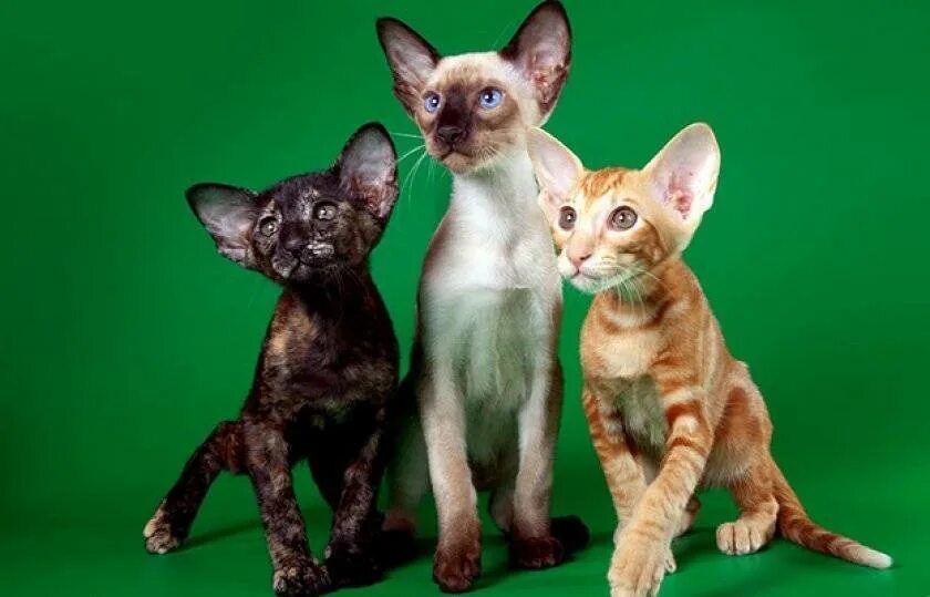 Стандарт породы ориентальной кошки. Ориентальная кошка. Сиамо-Ориентальная группа. Сиамские ориенталы. Сиамо-ориентальные кошки породы.