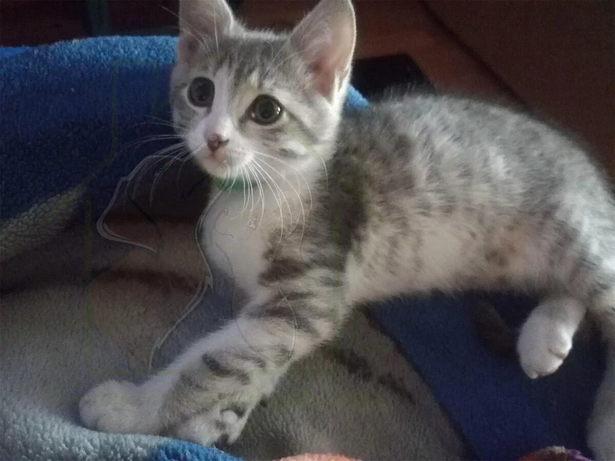 Как выглядит котенок в 3 месяца. Котенок 3 месяца. котенок беспородный 3 месяца. четырехмесячный котенок. 3 месячные котята.
