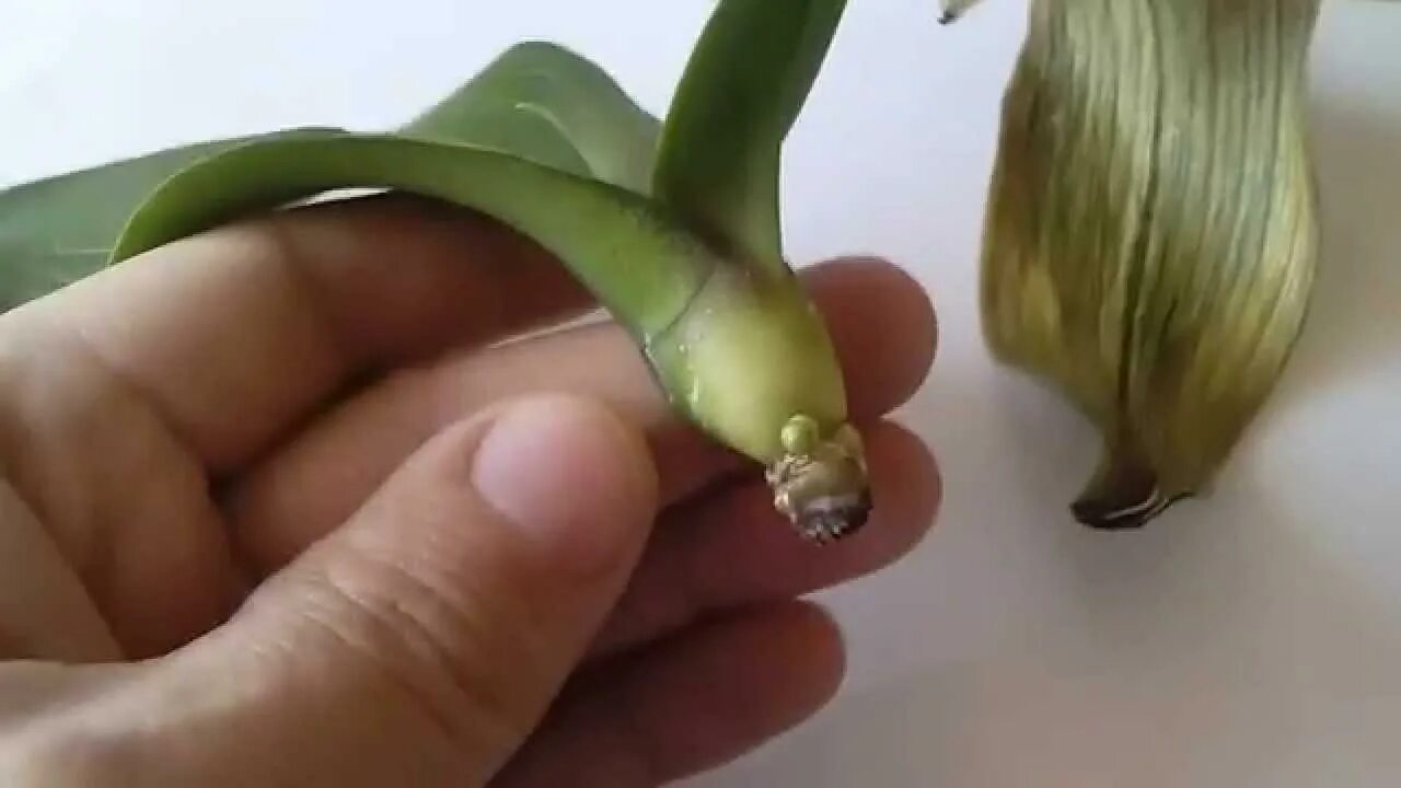 Орхидея Цимбидиум размножение. Орхидея фаленопсис реанимация. Укоренение орхидеи.