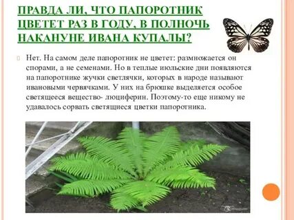 Сколько раз цветет папоротник