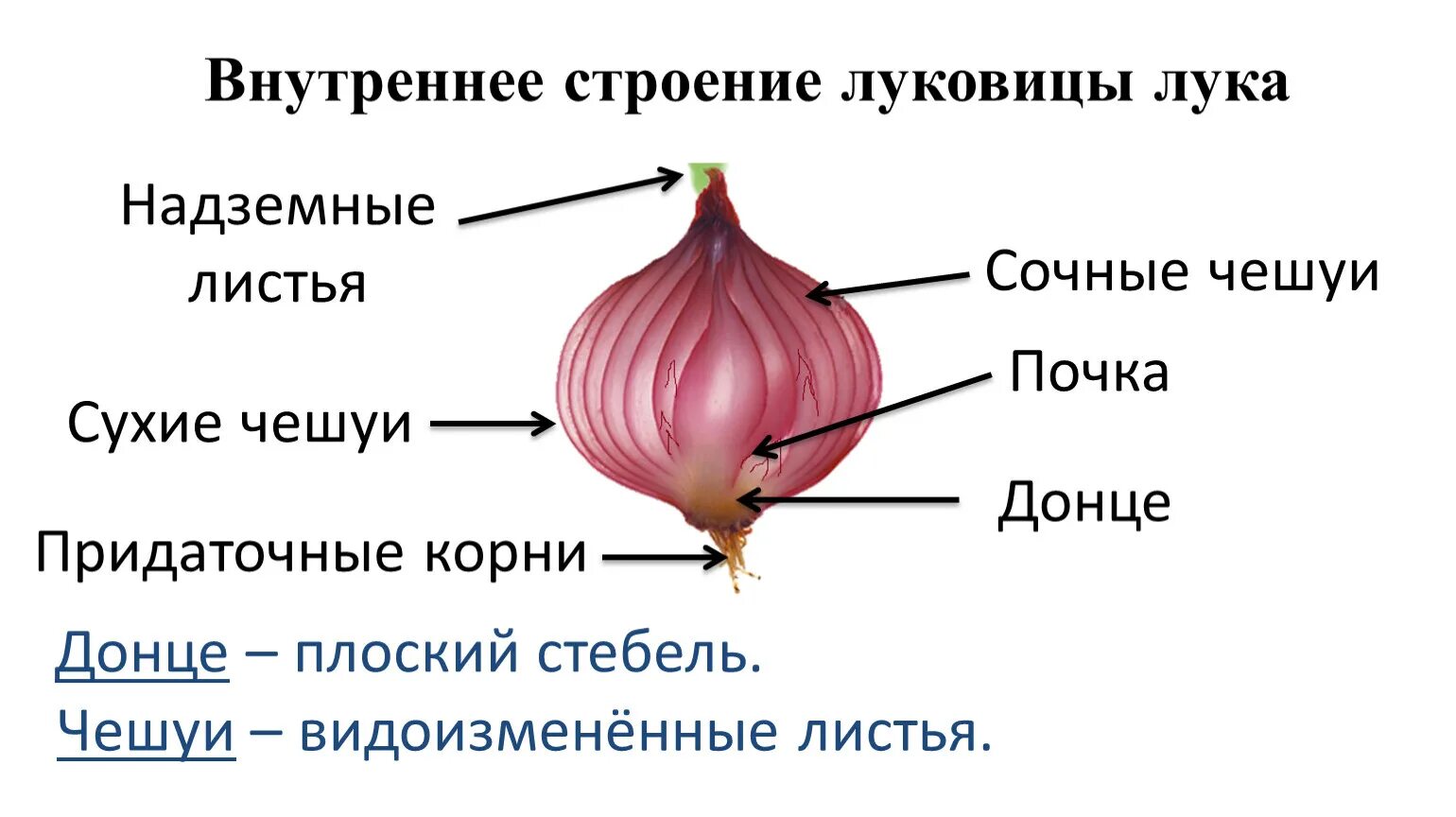 Строение видоизмененного побега луковицы. Видоизмененные побеги строение луковицы. Видоизменение побегов луковица строение. Чеснок видоизмененный корень