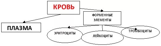 Процесс образования определенных форменных элементов