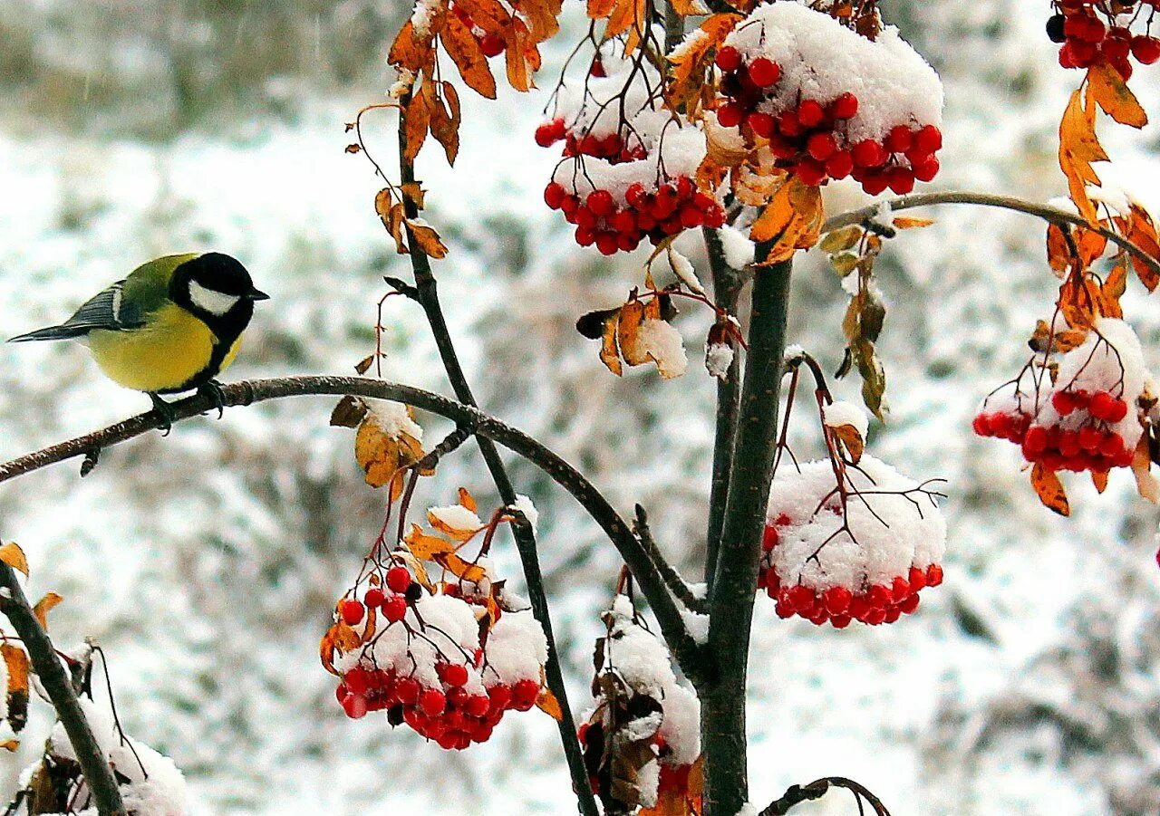 Птицы зимой песни. Зимняя рябина. Птицы зимой. Птицы на рябине. Ноябрь птицы.