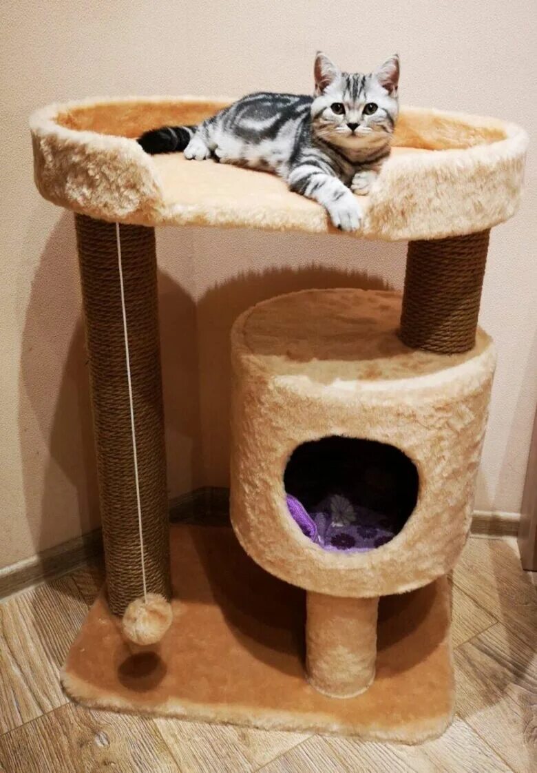 Двухъярусный домик для кошки. Двухэтажный дом для кота. Домики для котов. Покажи домики для котиков. Кошка дома.