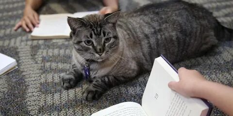 Cat jobs