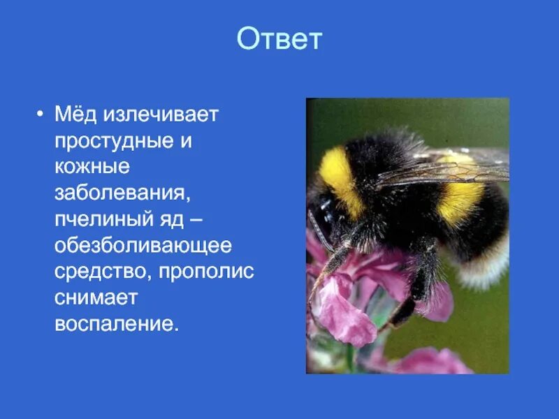 Почему пчелы относятся к насекомым. Почему пчёл относят кмнасекомым. Пчелиный яд является лекарством. Рассказ о пчелах. Почему пчёл относят к насееомым.