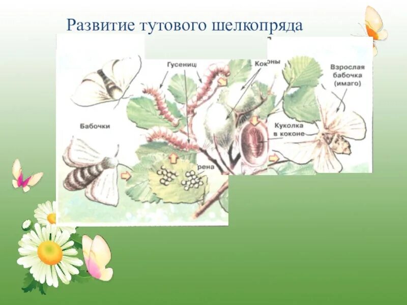 Какое развитие у шелкопряда. Схема постэмбрионального развития тутового шелкопряда. Постэмбриональное развитие тутового шелкопряда. Цикл развития тутового шелкопряда. Схема развития тутового шелкопряда.