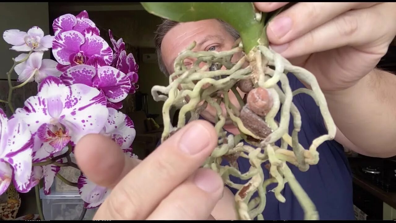 Пересадка орхидеи в домашних. Пересадить орхидею в другой горшок. Пересадка орхидеи в другой горшок. Орхидея фаленопсис корни. Грунт для орхидей фаленопсис.
