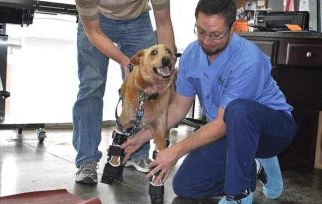 Протез лапы для собаки. Протезы для собак. Собачий протез. Бионические протезы для животных.