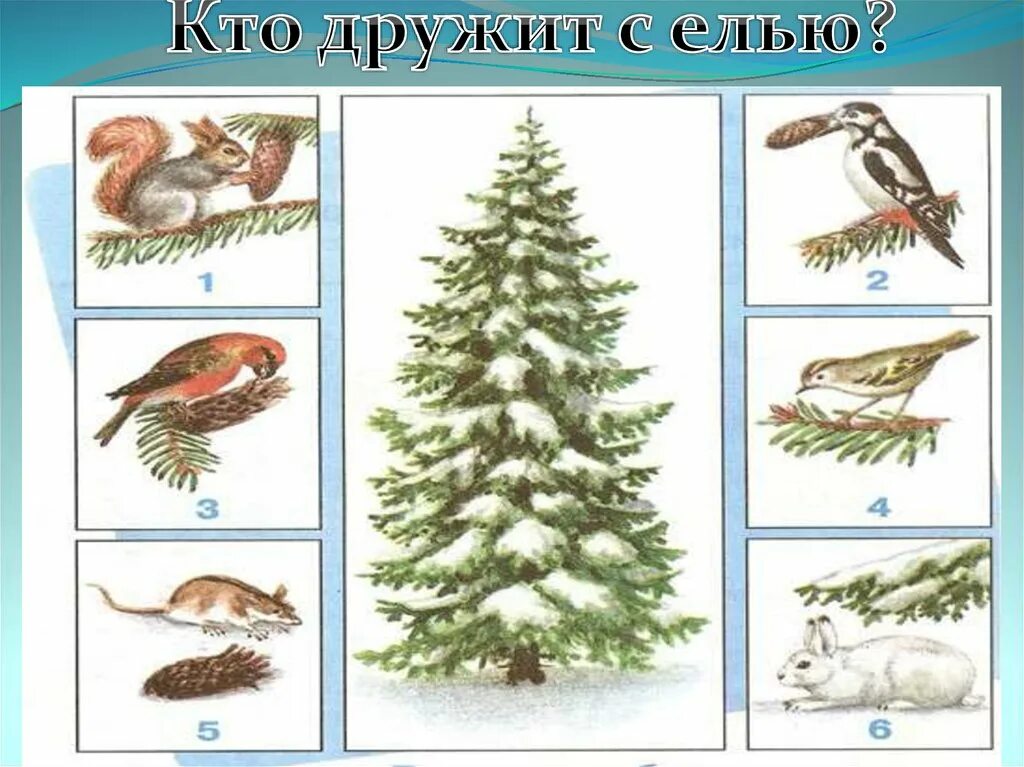 Связь между елью и животными. Невидимые нити ели. Невидимая нить. Невидимые нити в весеннем лесу схема. Невидимые нити в лесу.