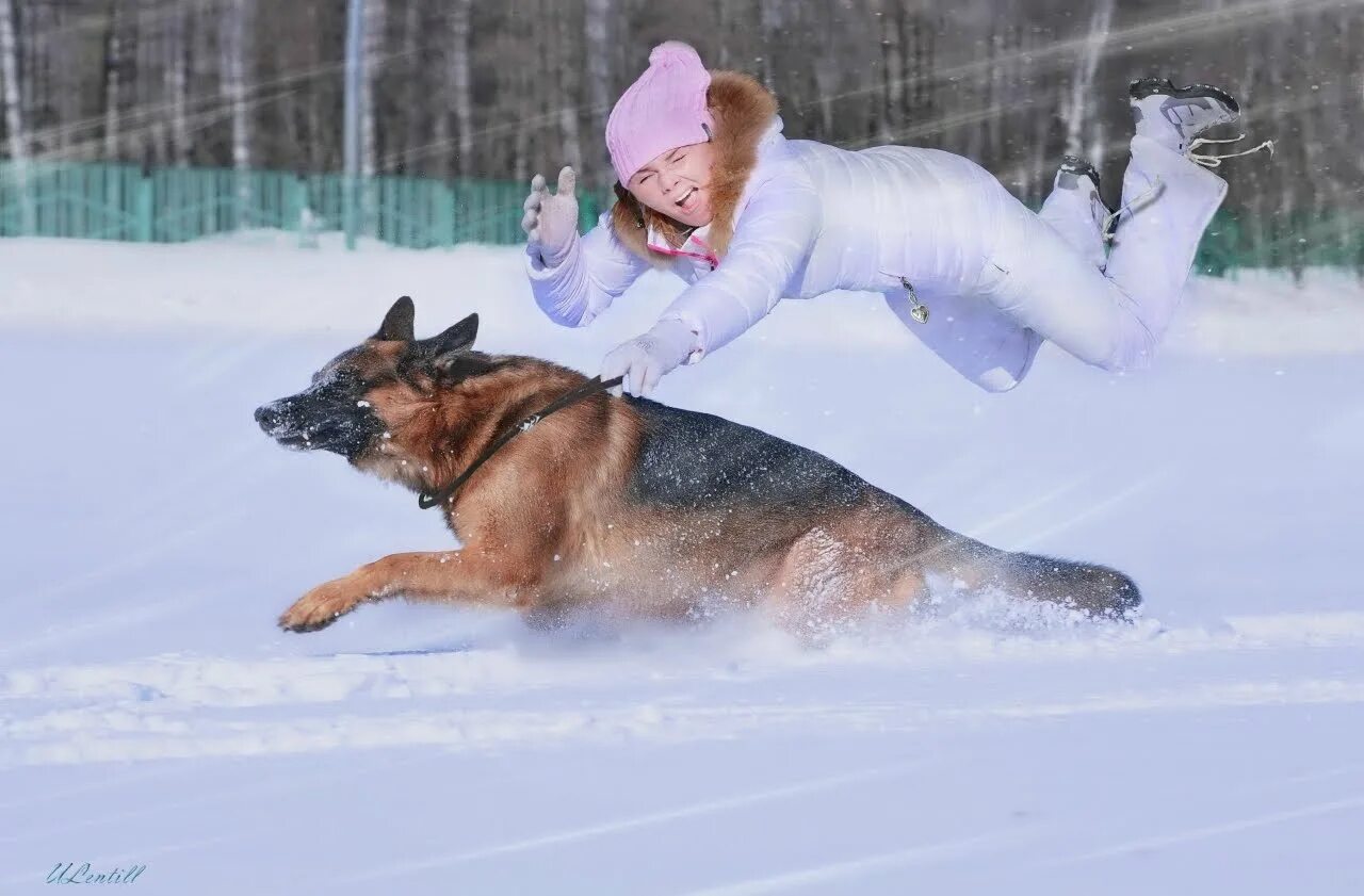 Толстая баба с собакой. Собака зимой. Немецкая овчарка на прогулке. Овчарка зимой. Немецкая овчарка зима.