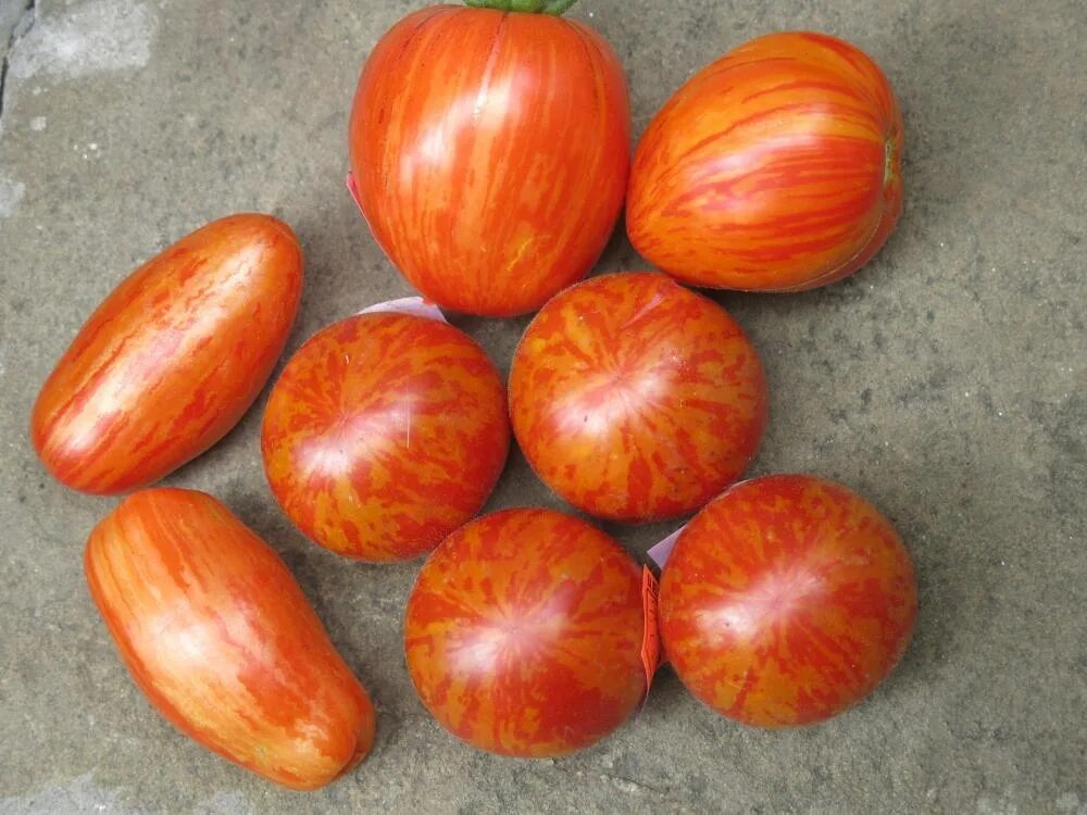 Томат сорт персик отзывы. Эльберта персиковая томат. томат red elberta peach 10шт. томат шаймет криг. томат сердцевидный полосатый.