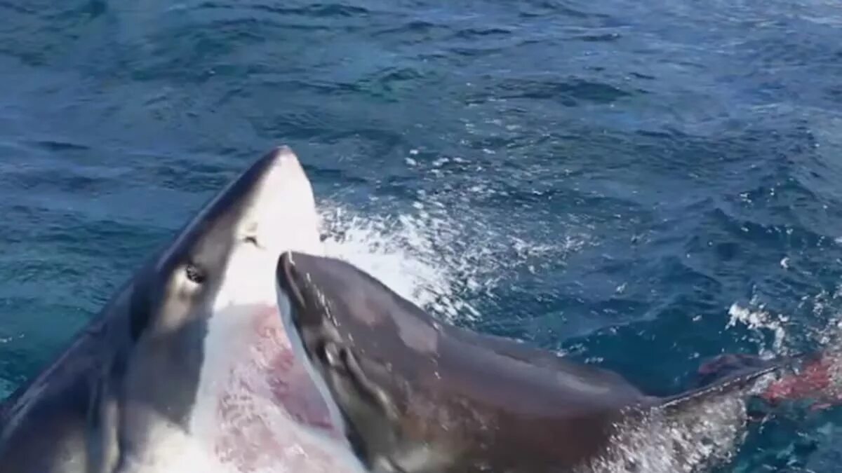 Бить акулу. Бить акулу. Человек акула арт. Человек акула карикатура. Дельфин против акулы.