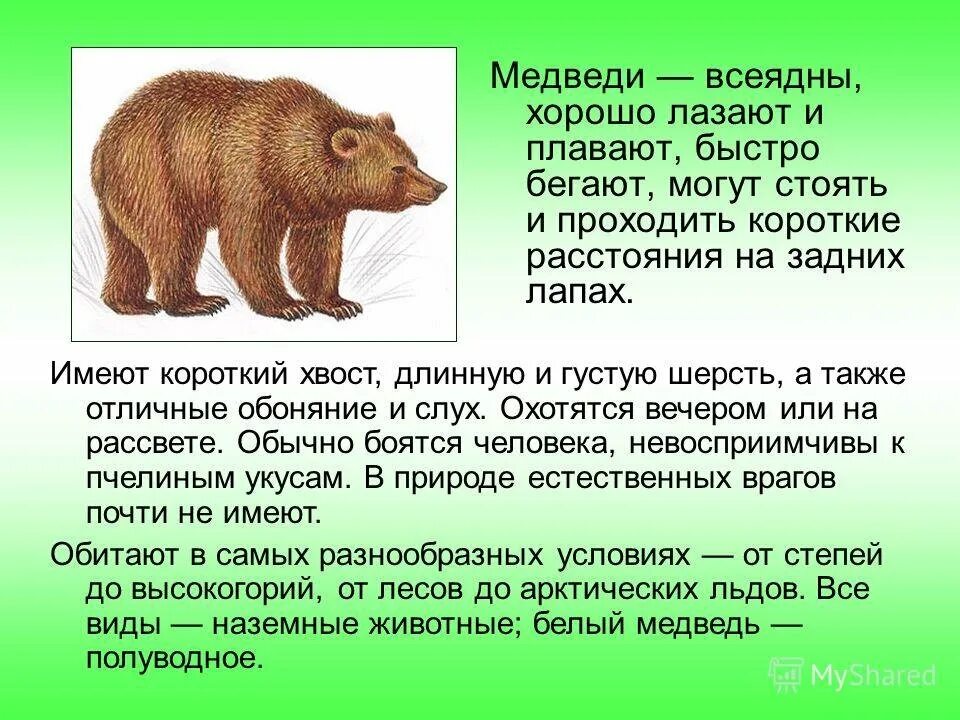 Рассказ о медведе. Текст про животных. Текст про медведя. Рассказ про медведя для дошкольников. Написать эссе о диких животных