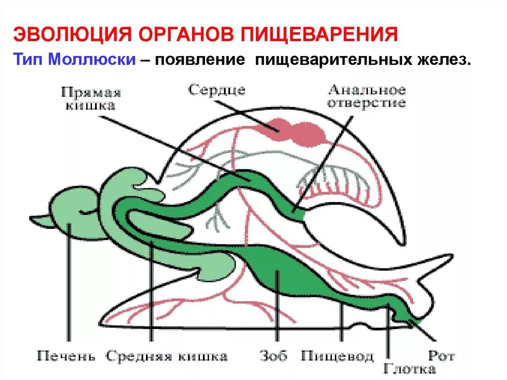 Направления эволюции пищеварительной. Пищеварительная система моллюсков 7 класс. Строение пищеварительной системы брюхоногих моллюсков. Эволюция систем органов животных пищеварительная система. Пищеварительная система моллюсков рисунок.