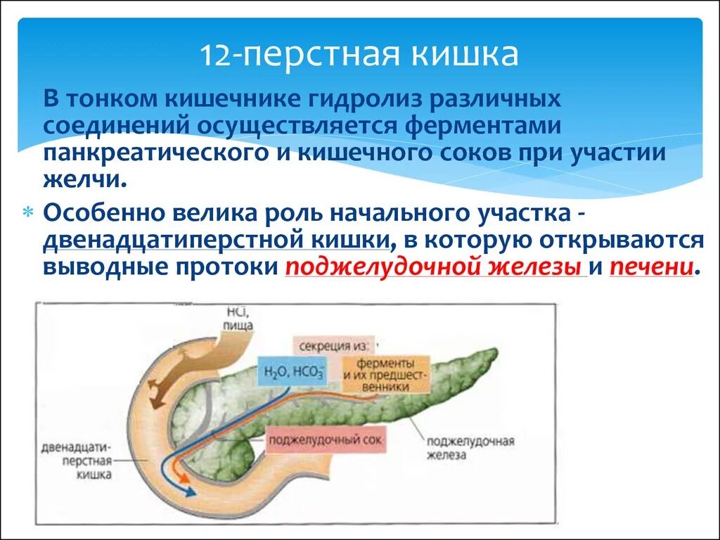 12 п кишка. Строение 12 перстной кишки анатомия. 12 Перстная кишка анатомия строение и функции. Всасывательная функция 12 перстной кишки. Кишечник 12 перстная кишка.