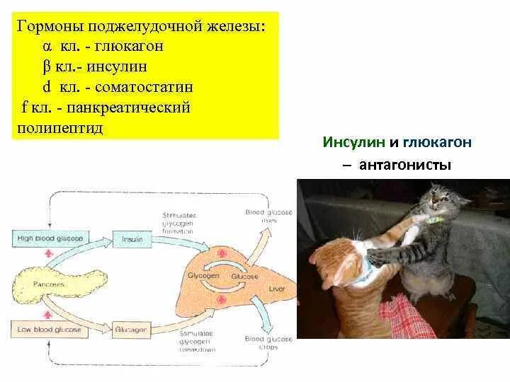 Глюкагон железа вырабатывающая гормон. Инсулин глюкагон соматостатин. Схема поджелудочная железа инсулин. Гормоны инсулин и глюкагон. Избыток гормона поджелудочной железы