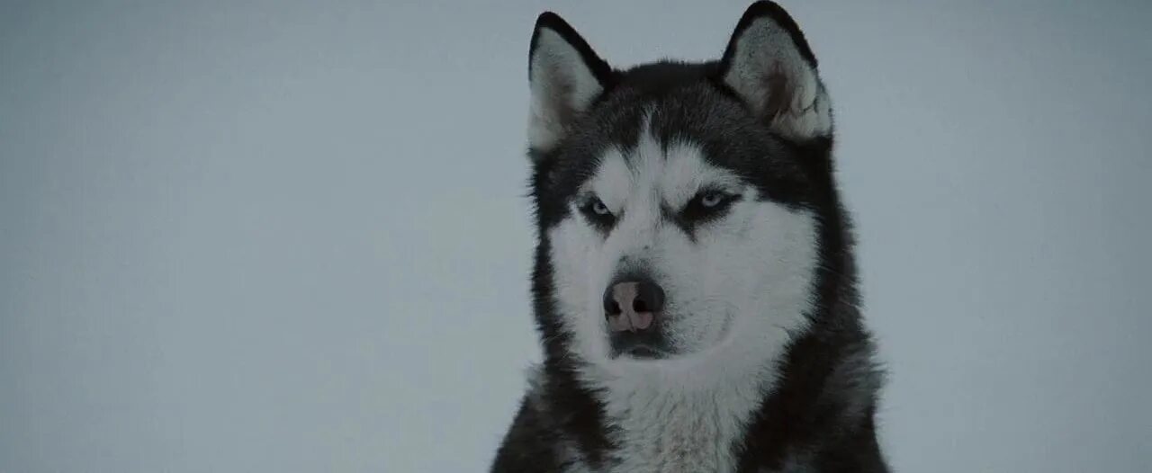 пол уокер белый плен. белый плен хаски. маламут белый плен. хаски белый плен. пол уокер белый плен.