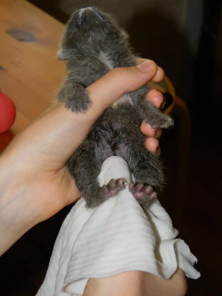 Новорожденные котята. Кормление котят. Котенок пьет из бутылочки. Искусственное вскармливание котят. Котенок без мамы.