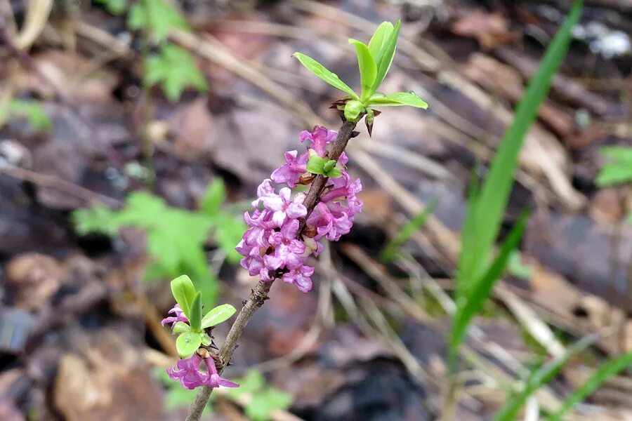 Моховик зеленый волчье лыко березовая пяденица. Лесная пяденица гусеница. Гусеница бабочки пяденицы. Моховик зеленый волчье лыко березовая пяденица. Волчье лыко.