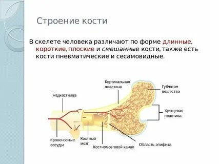 Общая анатомия это