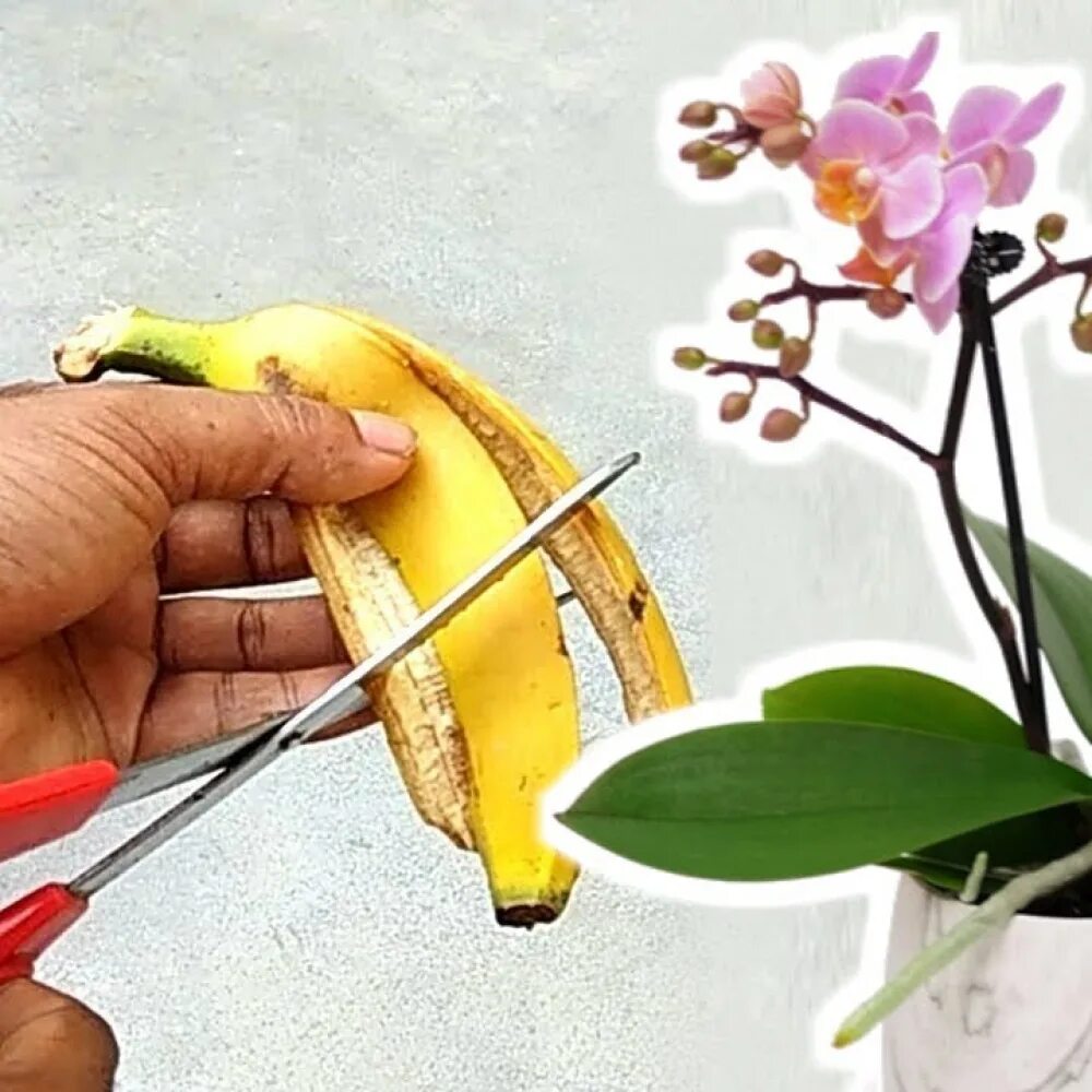 Подкормка банановой кожурой фаленопсисов. Банановая кожура для орхидей. Банановые кожурки для цветов. Банан для цветов удобрение комнатных.