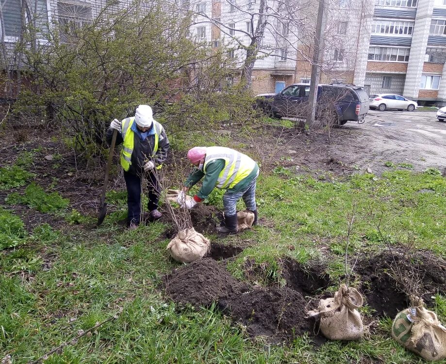 Посадить дерево тополь. Посадка деревьев благоустройство. Высадка кустов благоустройство. Деревья посадки в Ульяновске. Высадка лесов на Харьковщине.