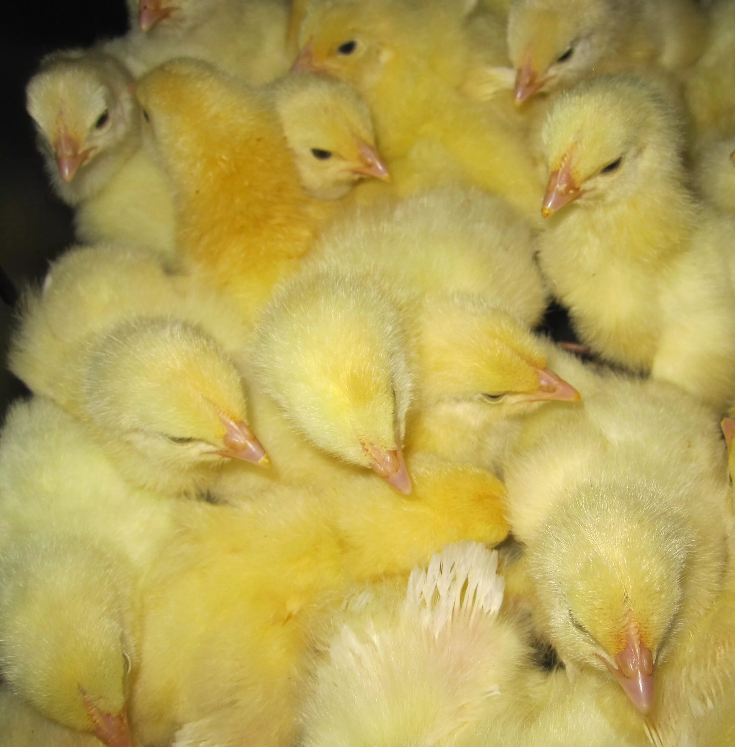 сколько стоят цыплята. сколько стоят цыплята. инкубаторские цыплята. цыплята белые несушки. пролер суточный кобб500.