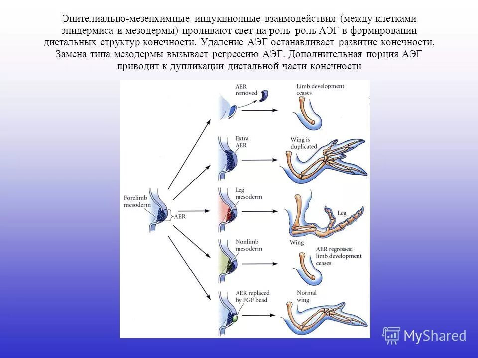Плоский эпителий железистый эпителий мерцательный эпителий. Эпителий языка образуется из эктодермы. Эпителиальная ткань развивается из. Эпителий развивающийся из мезодермы. Эпителий развивающийся из мезодермы.