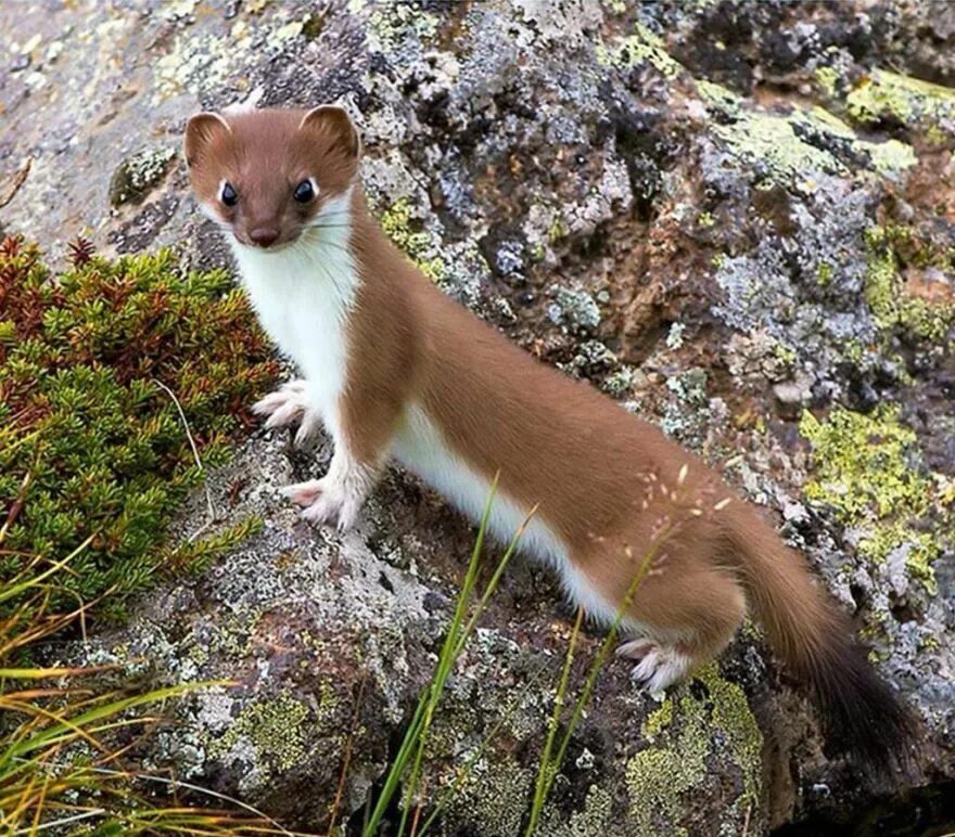 Горностай (Mustela erminea). Ласка (Mustela nivalis). Ласка Mustela nivalis Linnaeus, 1766 ареал. Горностай и ласка.