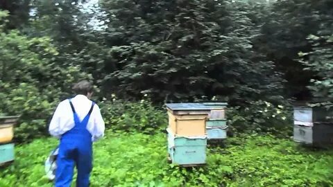 Пчелы пермский край