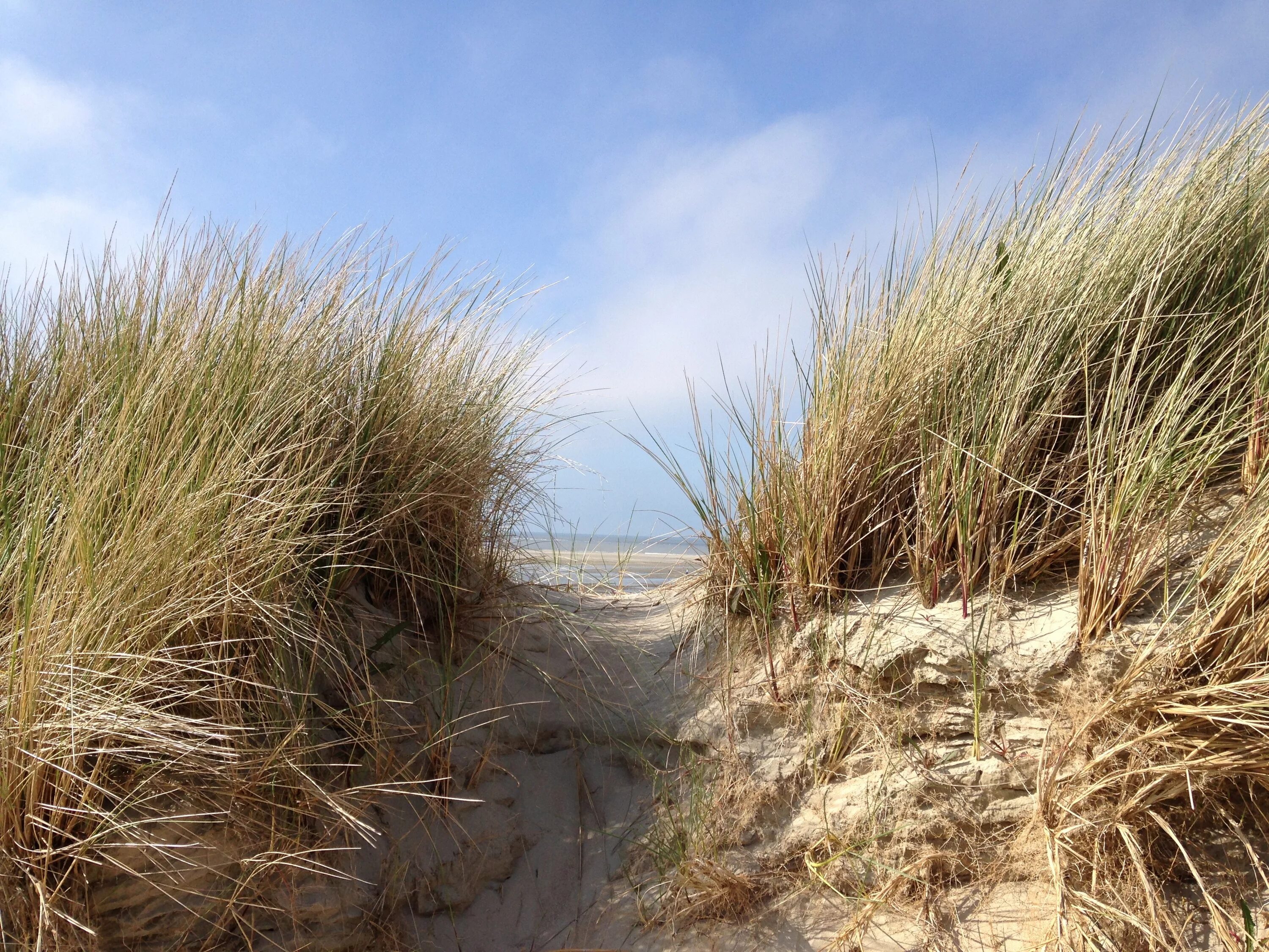 Sand plant