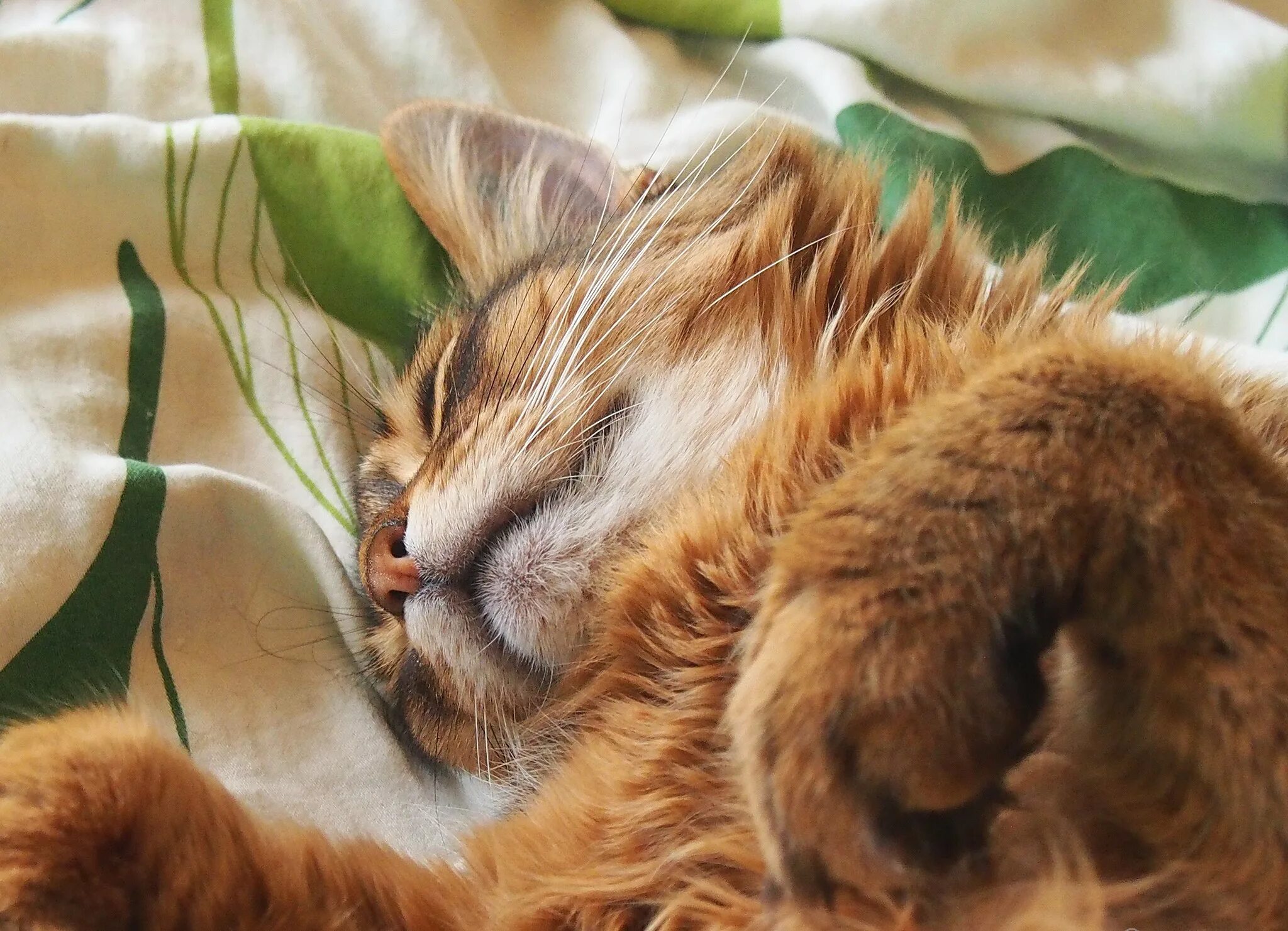 Спящий рыжий кот. Сонный рыжий кот. сонный рыжий котенок. спящие рыжие коты.