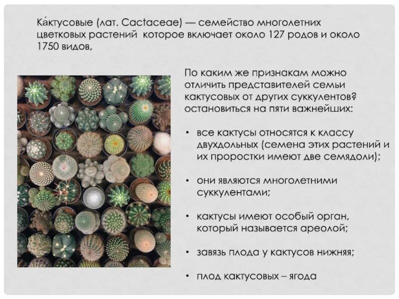 Кактусовые семейство сообщение. Семейство кактусовых. Семейство Кактусовые виды. Кактусовые семейство многолетних цветковых растений. Особенности семейства кактусовых.
