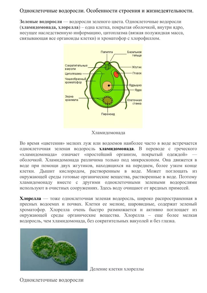 Одноклеточные зеленые водоросли характеристика. Строение одноклеточных зеленых водорослей. Лабораторная по биологии строение одноклеточных водорослей. Лабораторная по биологии 5 класс строение зеленых водорослей. Строение одноклеточной водоросли хламидомонады биология.