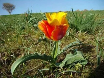 Қатты дымқыл есек