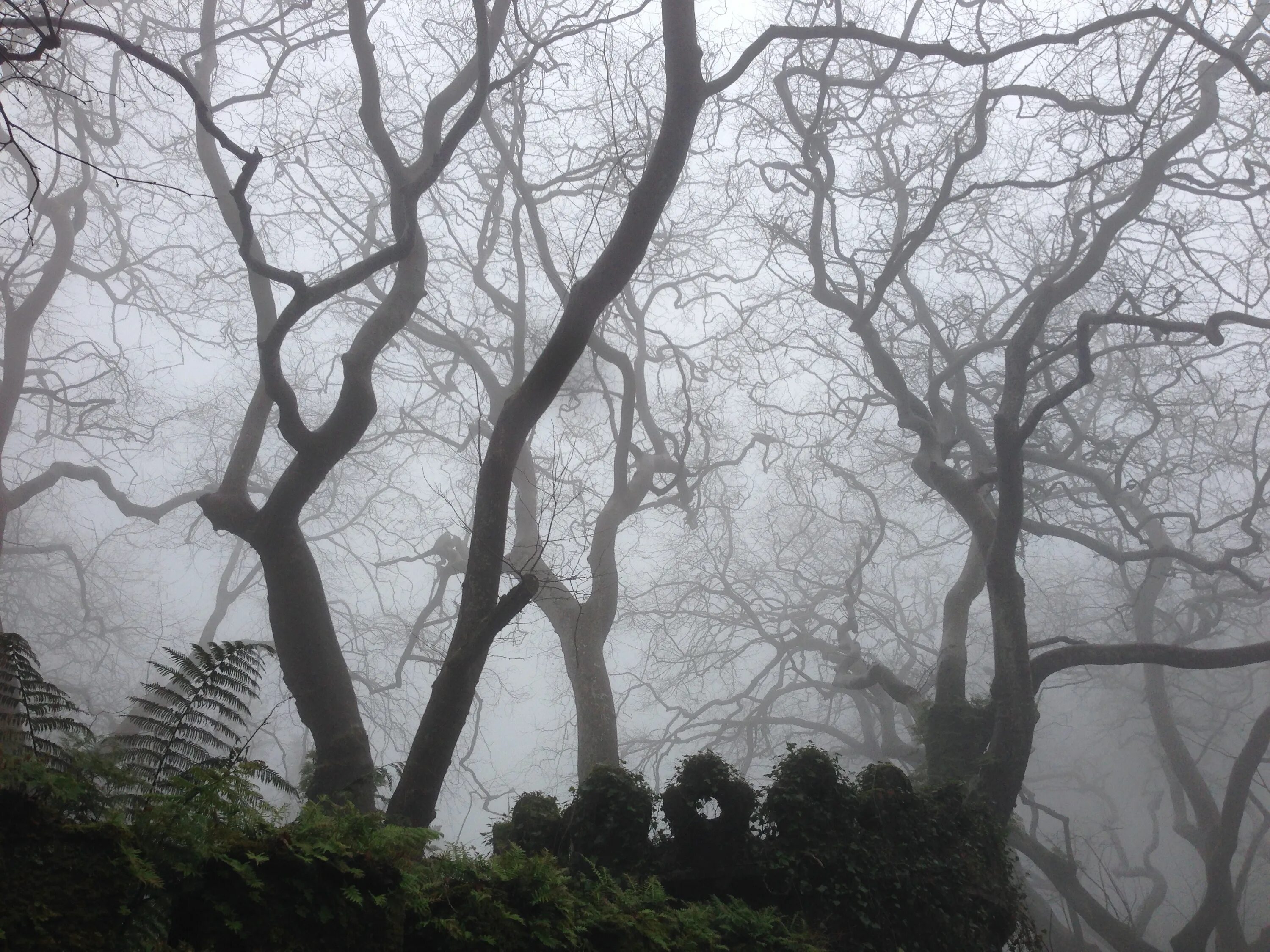 Ветвь туманного дерева. Мрачное дерево. Мрачные ветви. Деревья в тумане. Мрачные деревья в тумане.