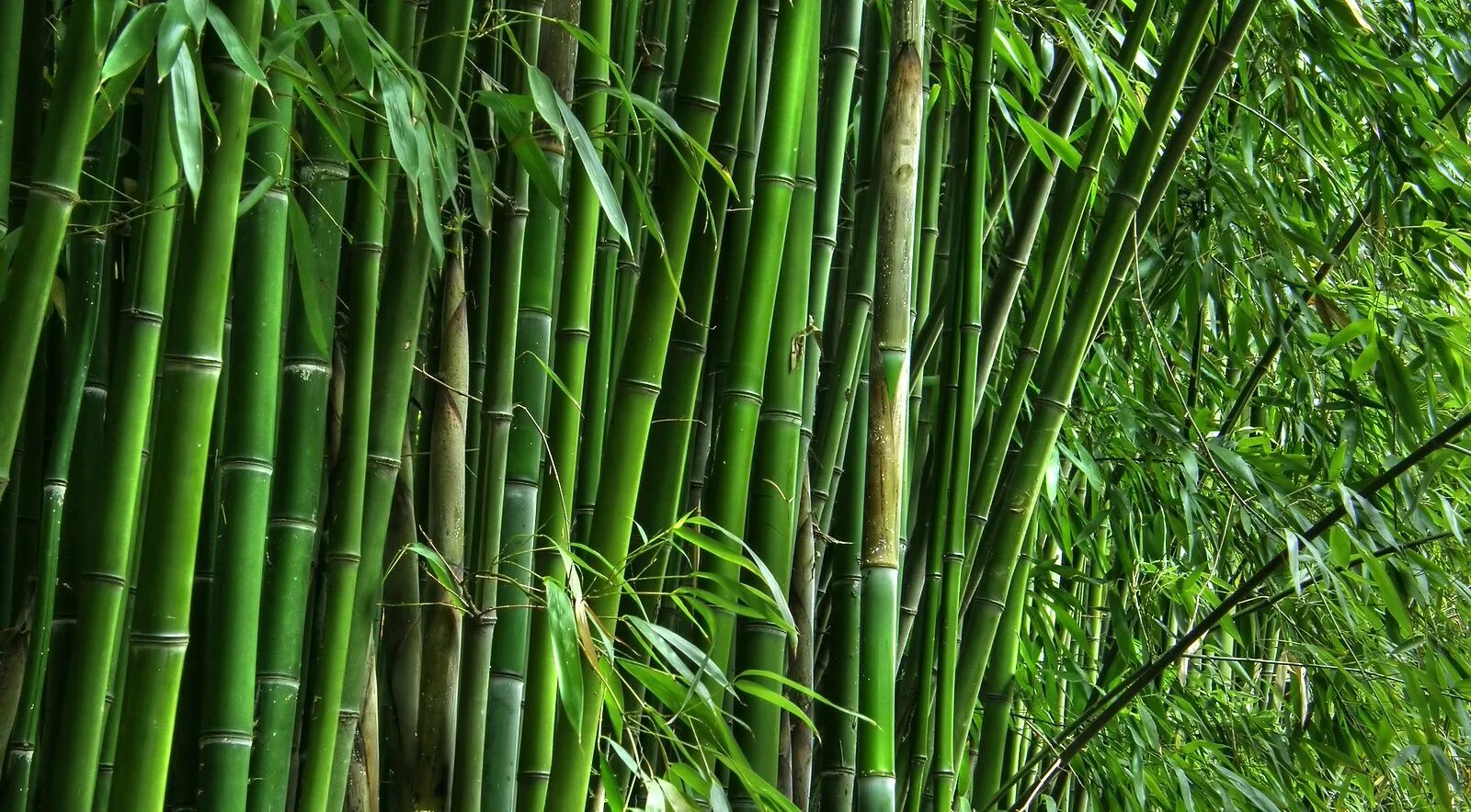 Бамбук это растение. Бамбук тростниковый bambusa arundinacea. Бамбук Fargesia 'Jiuzhaigou 1'. Бамбук Вьетнам. Фикус бамбук.